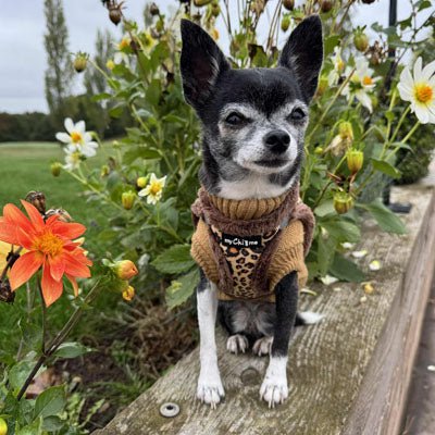 Tiny Trails Step In Luxury Leopard Puppy and Small Dog Harness - Pet Supplier Store