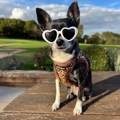Tiny Trails Step In Luxury Leopard Puppy and Small Dog Harness - Pet Supplier Store