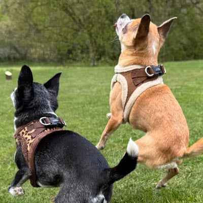 Tiny Trails Step In Luxury Leopard Puppy and Small Dog Harness - Pet Supplier Store