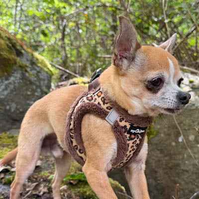 Tiny Trails Step In Luxury Leopard Puppy and Small Dog Harness - Pet Supplier Store