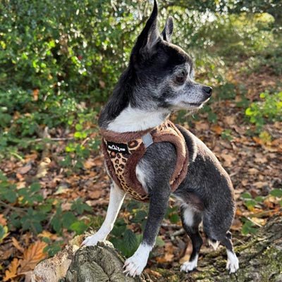 Tiny Trails Step In Luxury Leopard Puppy and Small Dog Harness - Pet Supplier Store