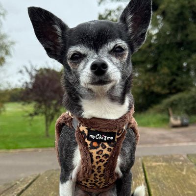 Tiny Trails Step In Luxury Leopard Puppy and Small Dog Harness - Pet Supplier Store