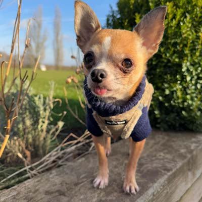 Tiny Trails Step In Soft Touch Suede Effect Faux Fur Lined Puppy and Small Dog Harness Caramel - Pet Supplier Store