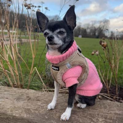 Tiny Trails Step In Soft Touch Suede Effect Faux Fur Lined Puppy and Small Dog Harness Caramel - Pet Supplier Store