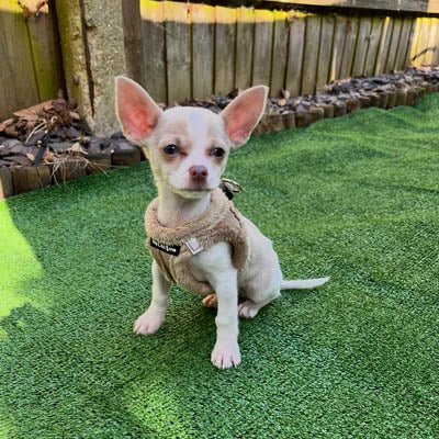Tiny Trails Step In Soft Touch Suede Effect Faux Fur Lined Puppy and Small Dog Harness Caramel - Pet Supplier Store