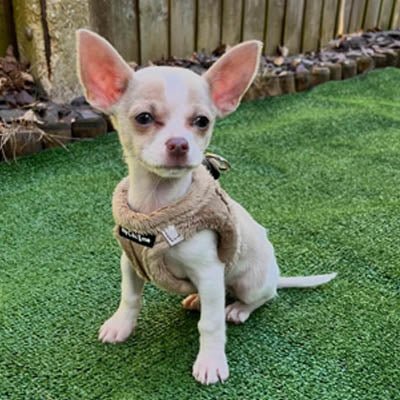Tiny Trails Step In Soft Touch Suede Effect Faux Fur Lined Puppy and Small Dog Harness Caramel - Pet Supplier Store