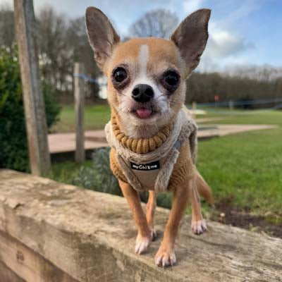 Tiny Trails Step In Soft Touch Suede Effect Faux Fur Lined Puppy and Small Dog Harness Caramel - Pet Supplier Store