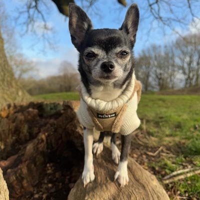 Tiny Trails Step In Soft Touch Suede Effect Faux Fur Lined Puppy and Small Dog Harness Caramel - Pet Supplier Store