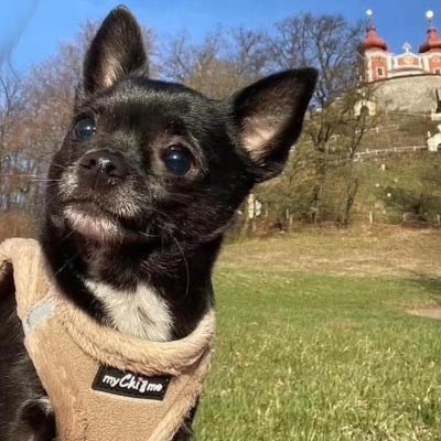 Tiny Trails Step In Soft Touch Suede Effect Faux Fur Lined Puppy and Small Dog Harness Caramel - Pet Supplier Store