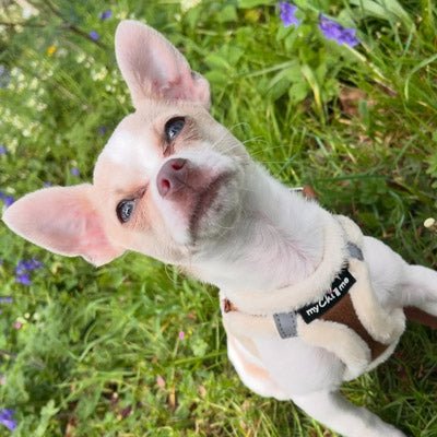 Tiny Trails Step In Soft Touch Suede Effect Faux Fur Lined Puppy and Small Dog Harness Mocha - Pet Supplier Store