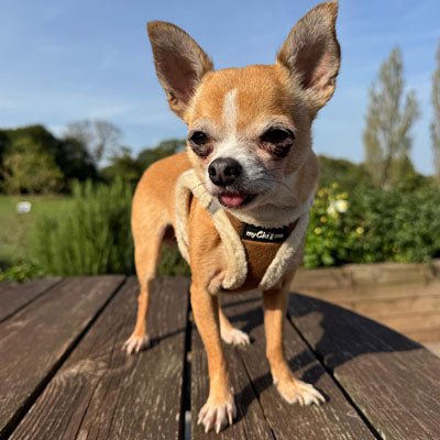 Tiny Trails Step In Soft Touch Suede Effect Faux Fur Lined Puppy and Small Dog Harness Mocha - Pet Supplier Store