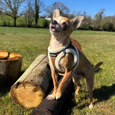 Tiny Trails Step In Soft Touch Suede Effect Faux Fur Lined Puppy and Small Dog Harness Mocha - Pet Supplier Store