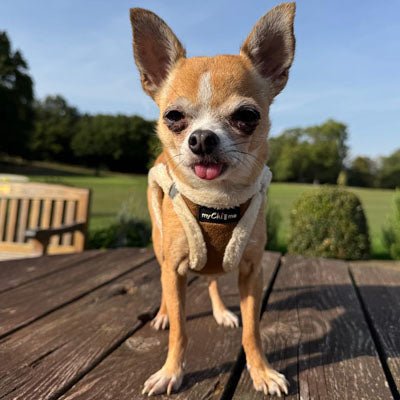 Tiny Trails Step In Soft Touch Suede Effect Faux Fur Lined Puppy and Small Dog Harness Mocha - Pet Supplier Store