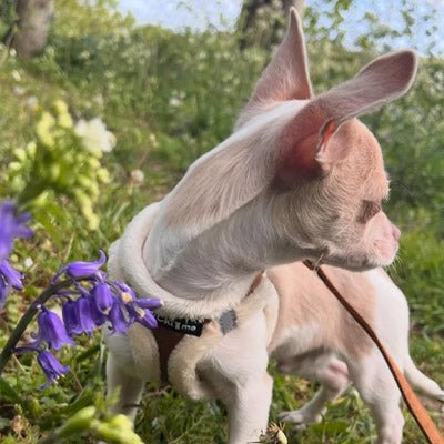 Tiny Trails Step In Soft Touch Suede Effect Faux Fur Lined Puppy and Small Dog Harness Mocha - Pet Supplier Store