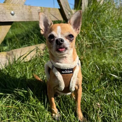 Tiny Trails Step In Soft Touch Suede Effect Faux Fur Lined Puppy and Small Dog Harness Mocha - Pet Supplier Store