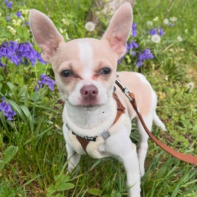 Tiny Trails Step In Soft Touch Suede Effect Faux Fur Lined Puppy and Small Dog Harness Mocha - Pet Supplier Store