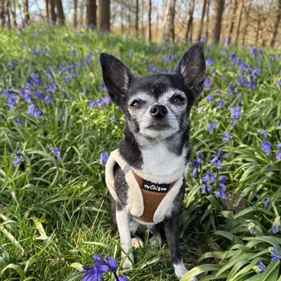 Tiny Trails Step In Soft Touch Suede Effect Faux Fur Lined Puppy and Small Dog Harness Mocha - Pet Supplier Store