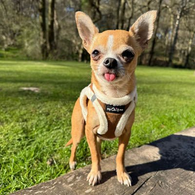 Tiny Trails Step In Soft Touch Suede Effect Faux Fur Lined Puppy and Small Dog Harness Mocha - Pet Supplier Store