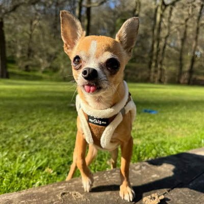 Tiny Trails Step In Soft Touch Suede Effect Faux Fur Lined Puppy and Small Dog Harness Mocha - Pet Supplier Store