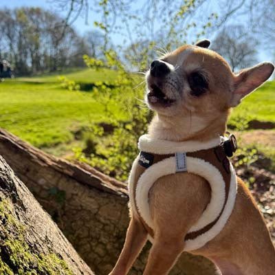 Tiny Trails Step In Soft Touch Suede Effect Faux Fur Lined Puppy and Small Dog Harness Mocha - Pet Supplier Store