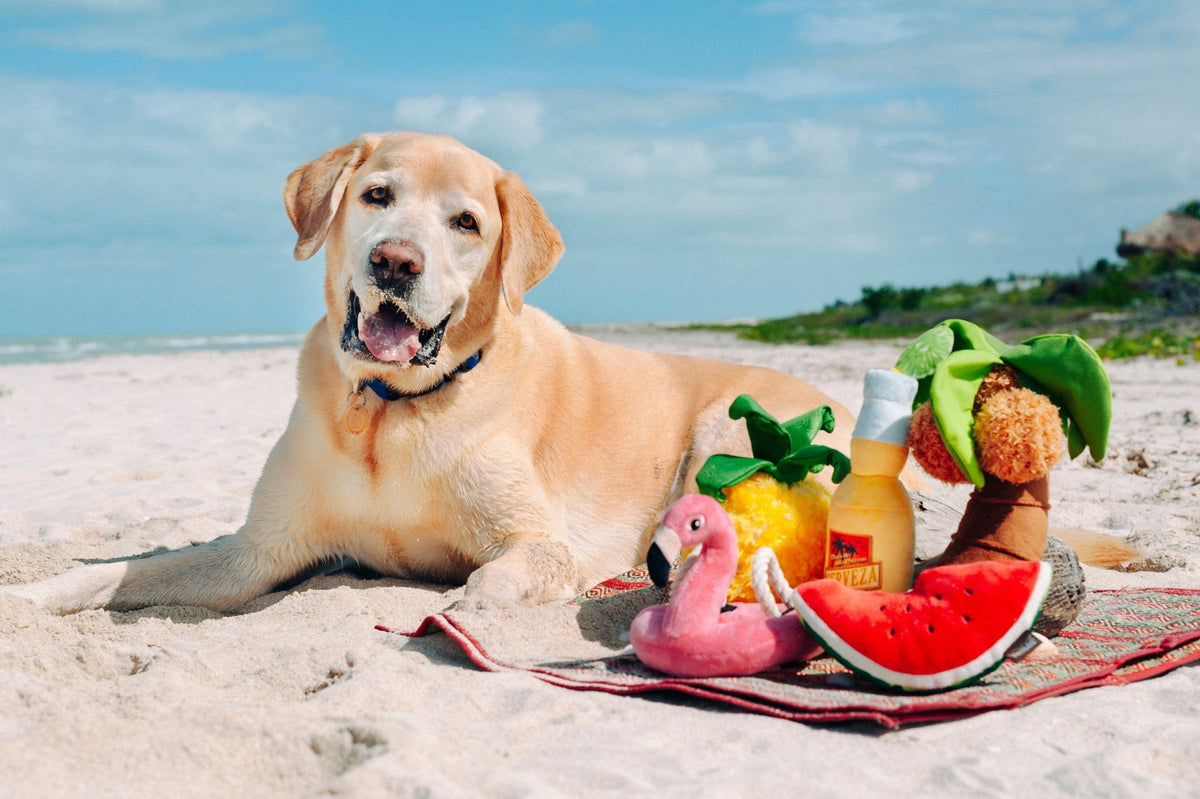 Tropical Paradise Paws Up Pineapple - Pet Supplier Store