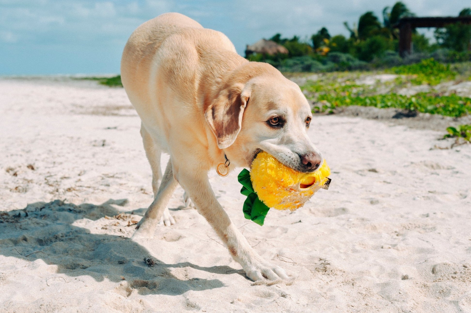 Tropical Paradise Paws Up Pineapple - Pet Supplier Store