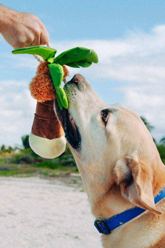 Tropical Paradise Puppy Palm - Pet Supplier Store