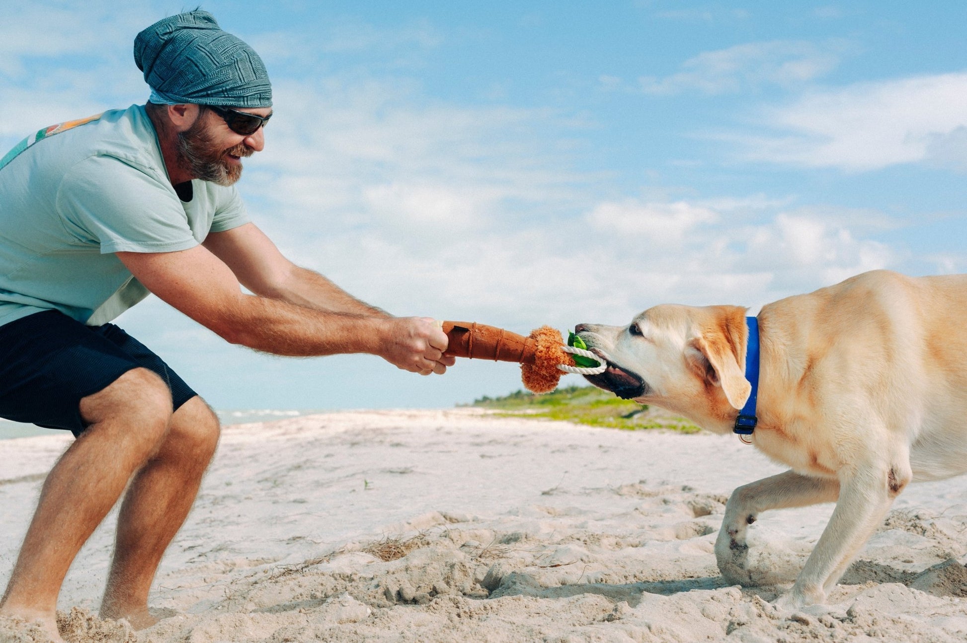 Tropical Paradise Puppy Palm - Pet Supplier Store