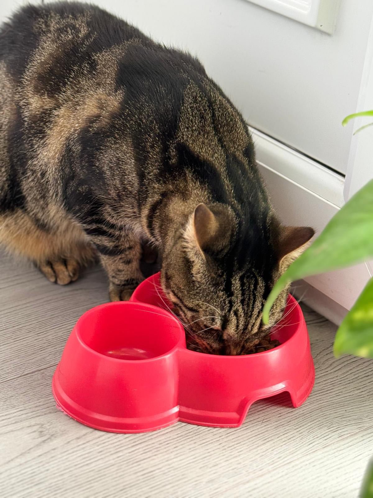 Turkey & Chicken - Pet Supplier Store
