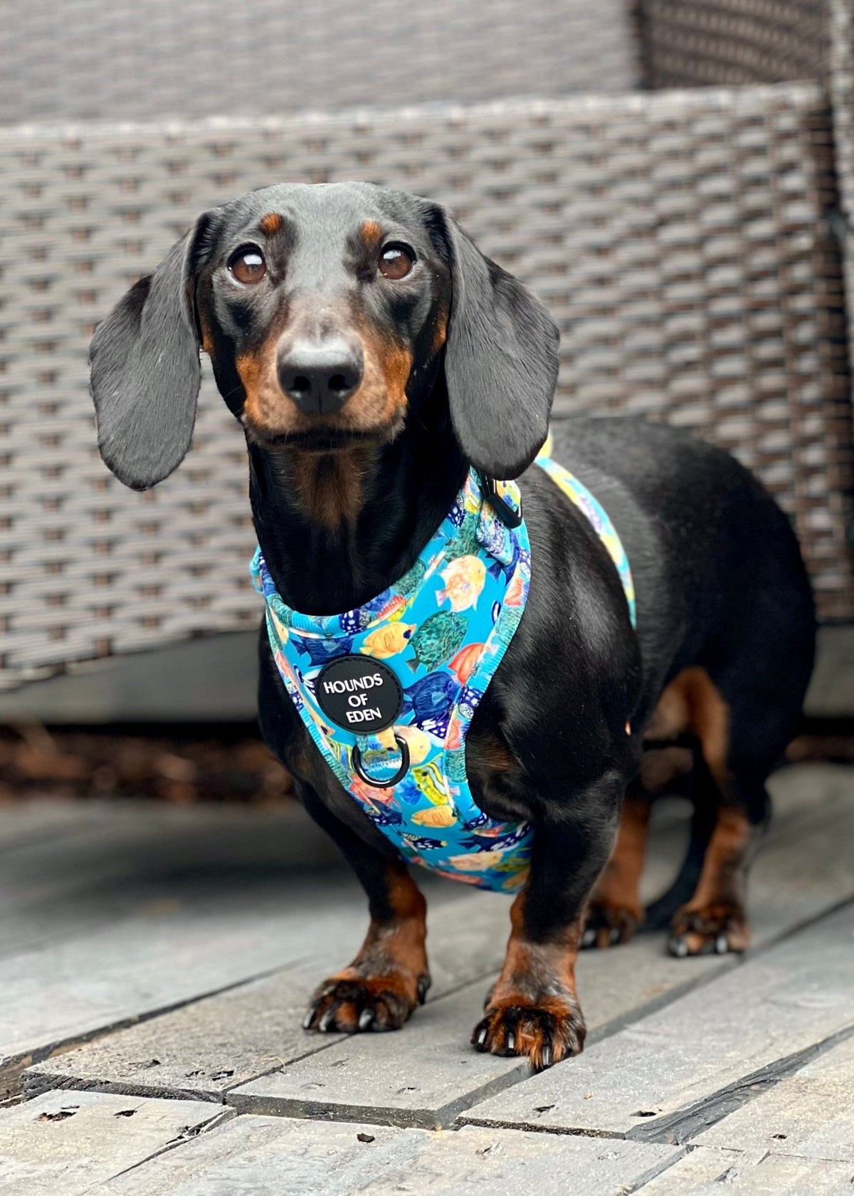 Under The Sea Design Poop Bag Holder - Pet Supplier Store