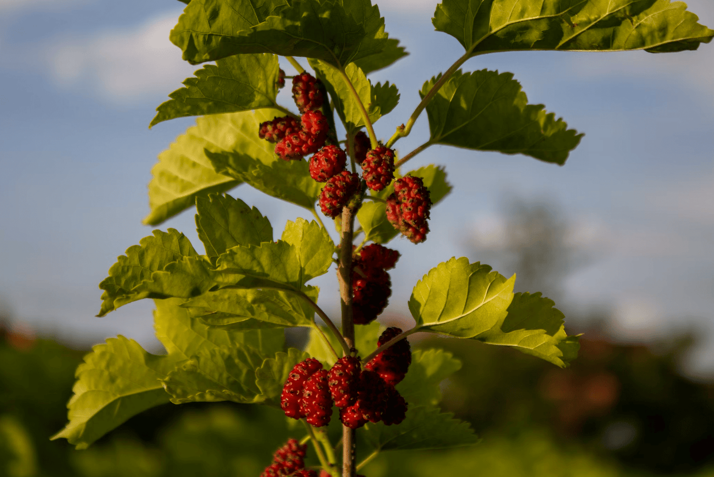 Venison & Mulberry - Pet Supplier Store