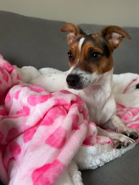 Walk on the Wild Side Blanket - Pet Supplier Store