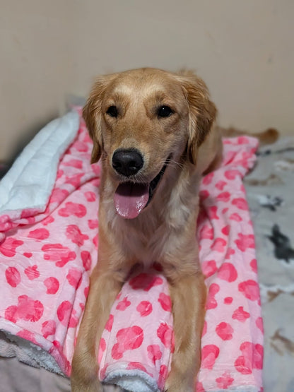Walk on the Wild Side Blanket - Pet Supplier Store