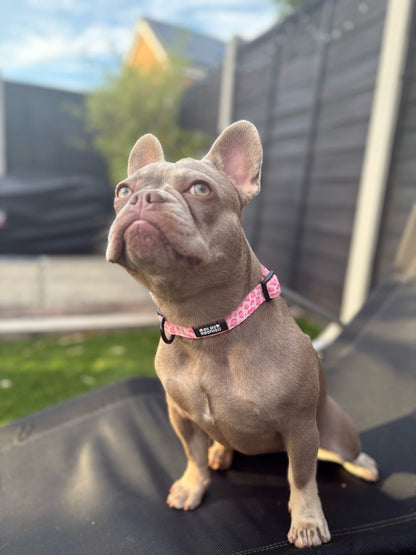 Walk on the Wild Side Collar - Pet Supplier Store