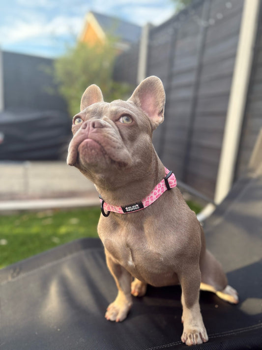 Walk on the Wild Side Collar - Pet Supplier Store