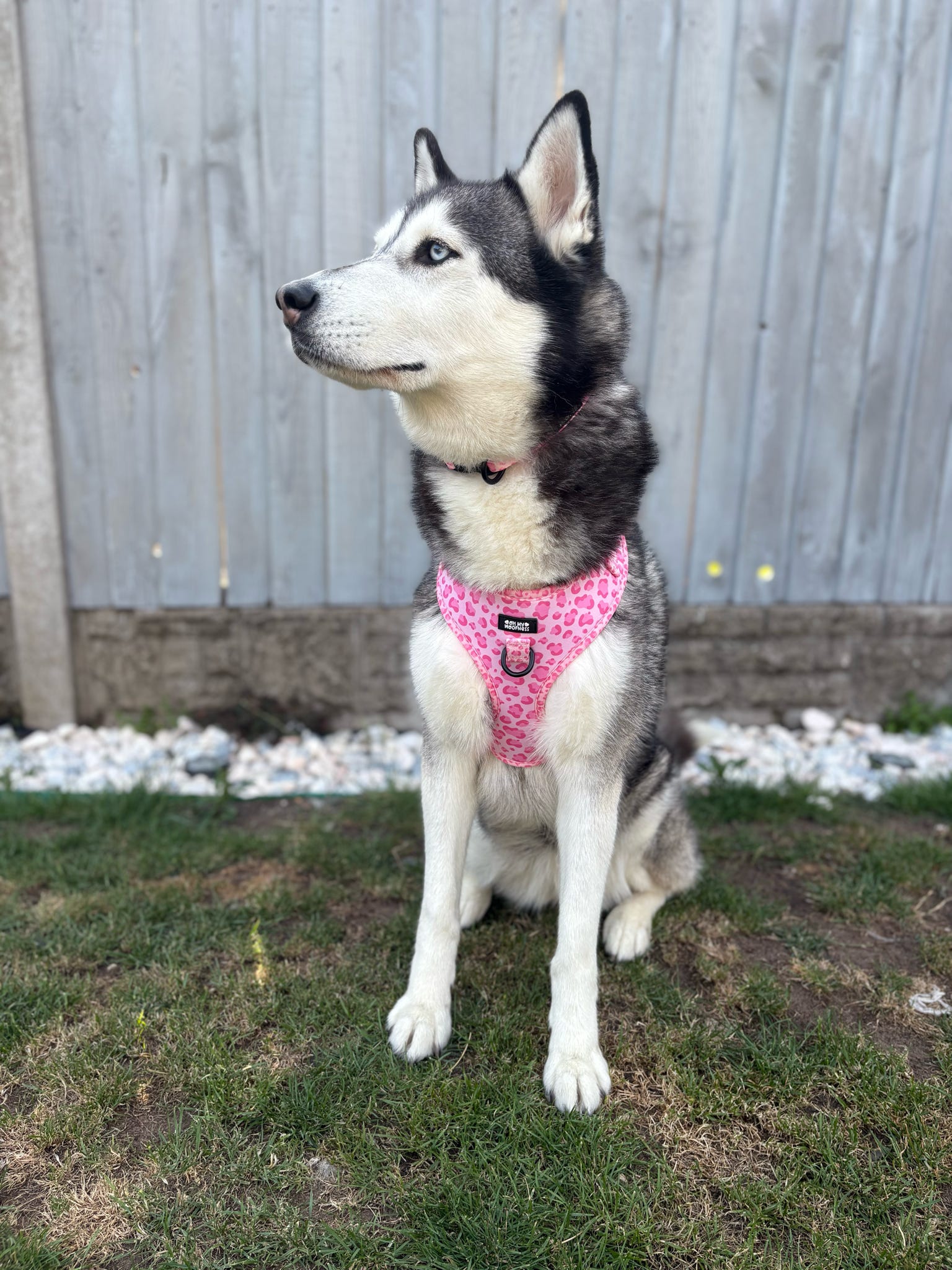 Walk on the Wild Side Harness - Pet Supplier Store