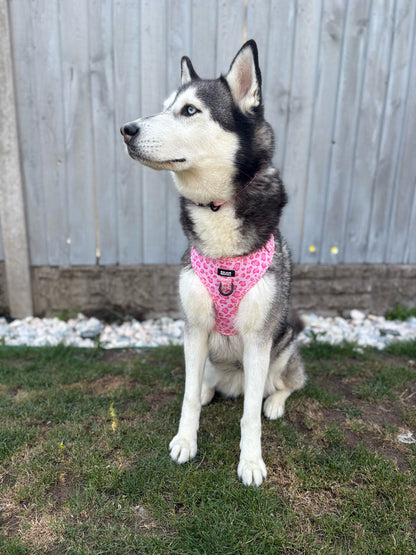 Walk on the Wild Side Harness - Pet Supplier Store