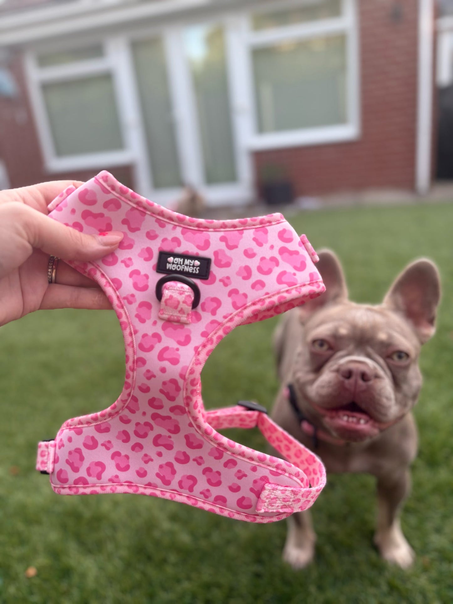 Walk on the Wild Side Harness - Pet Supplier Store