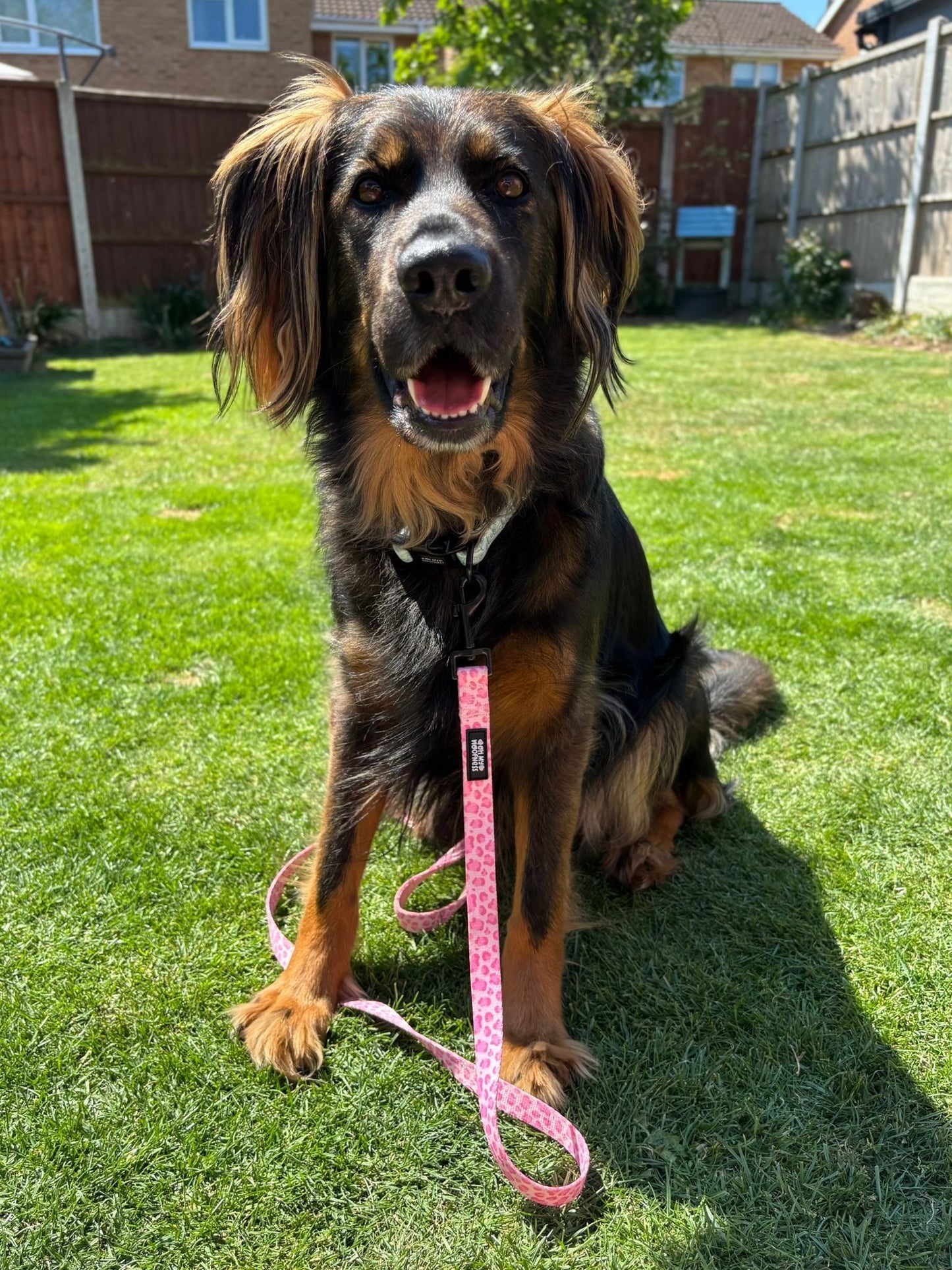 Walk on the Wild Side Lead - Pet Supplier Store