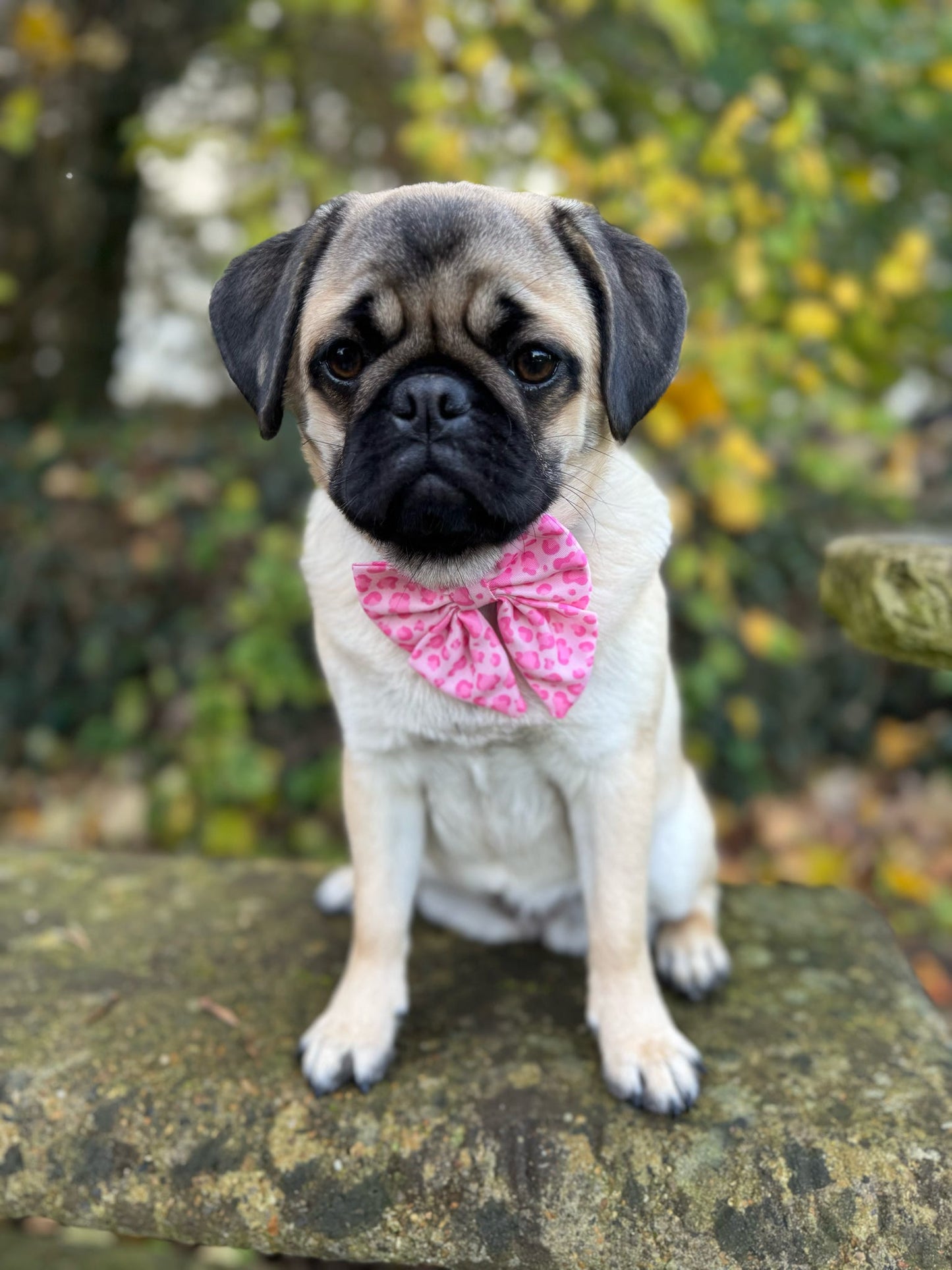 Walk on the Wild Side Sailor Bow - Pet Supplier Store