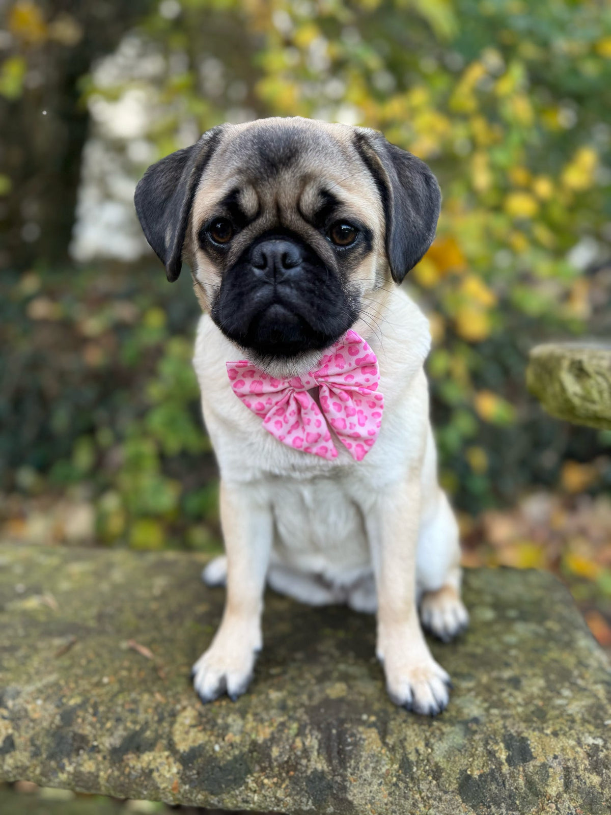 Walk on the Wild Side Sailor Bow - Pet Supplier Store