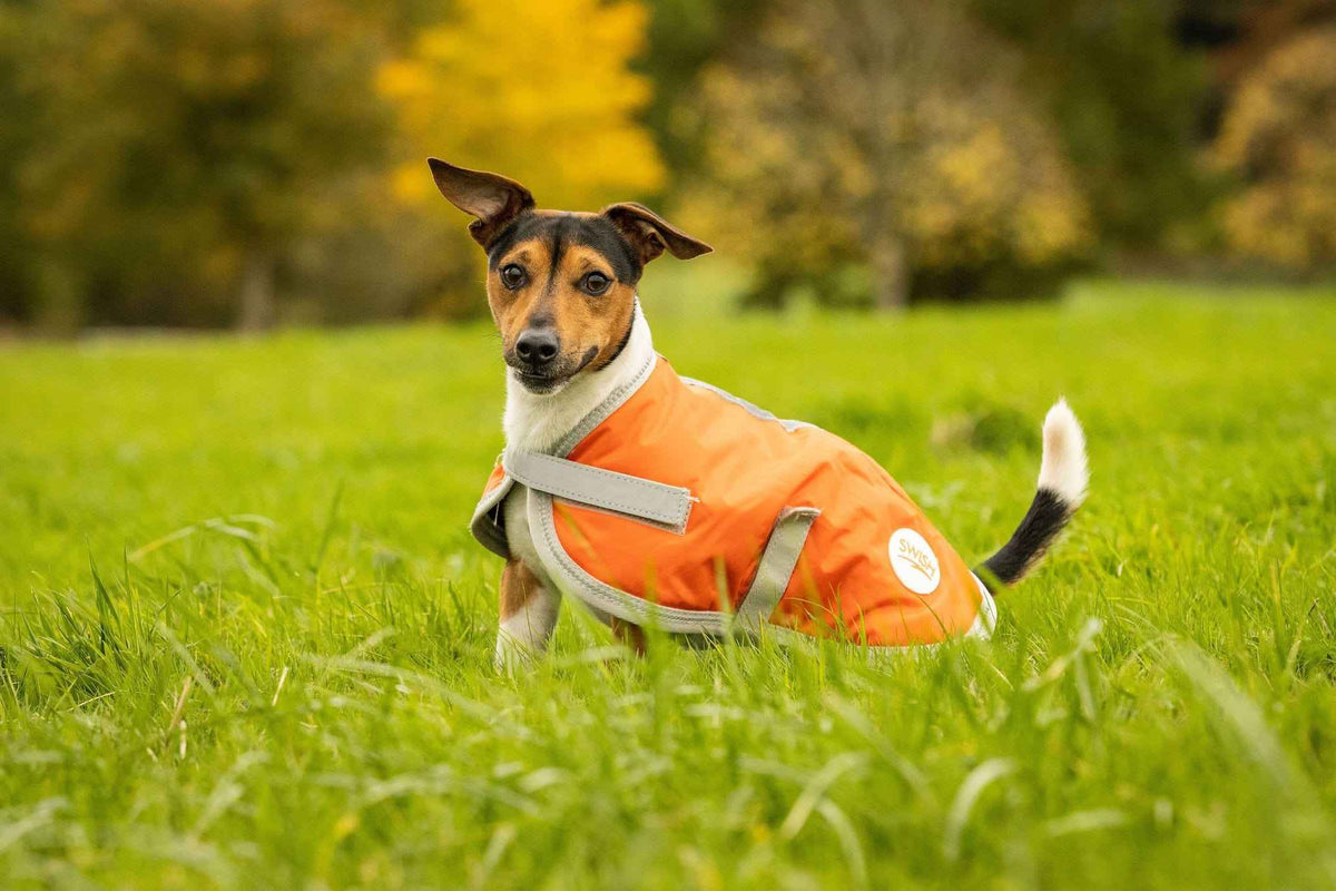 Waterproof Dog Coat - Orange - Pet Supplier Store
