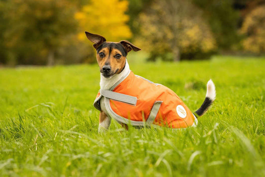 Waterproof Dog Coat - Orange - Pet Supplier Store