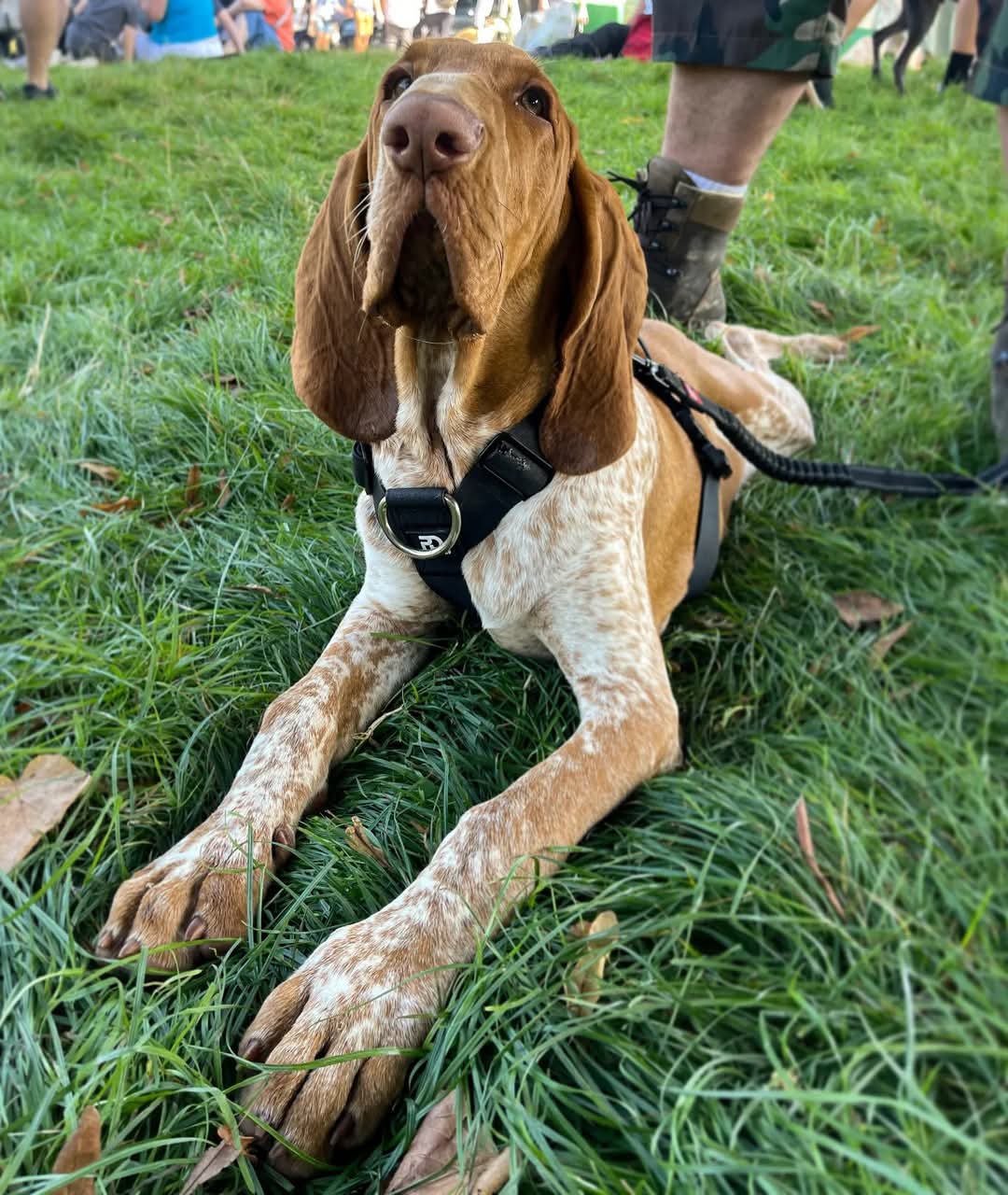 Waterproof Harness - Pet Supplier Store