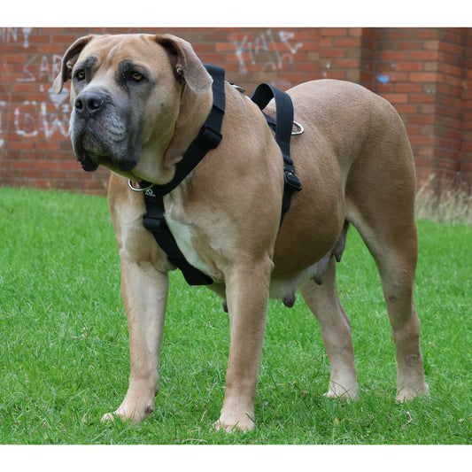 Waterproof Harness - Pet Supplier Store