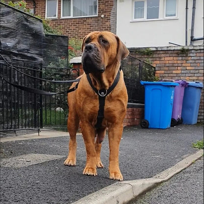 Waterproof Harness - Pet Supplier Store