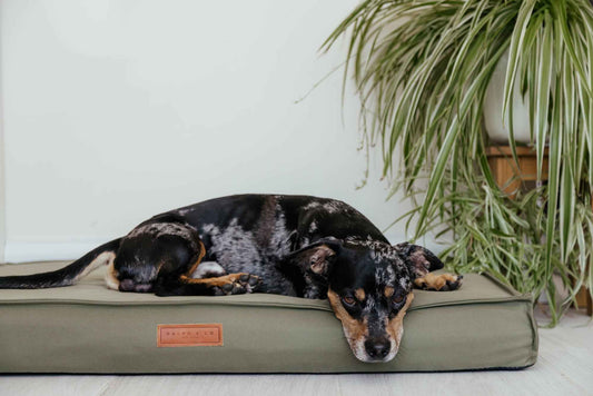 Waterproof & Memory Foam Dog Bed With Removable Covers | Henley - Pet Supplier Store