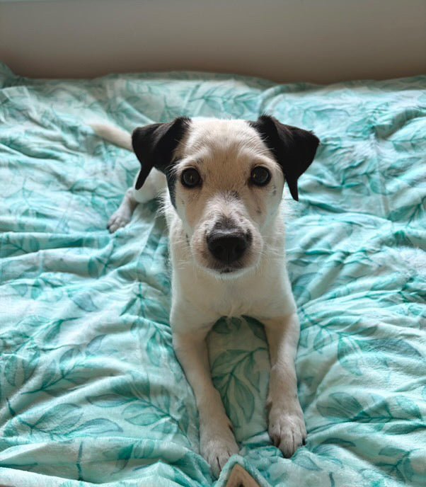 Willow Wanders Blanket - Pet Supplier Store
