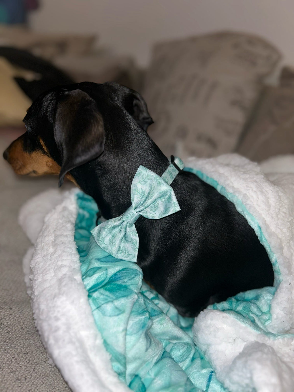 Willow Wanders Bow Tie - Pet Supplier Store
