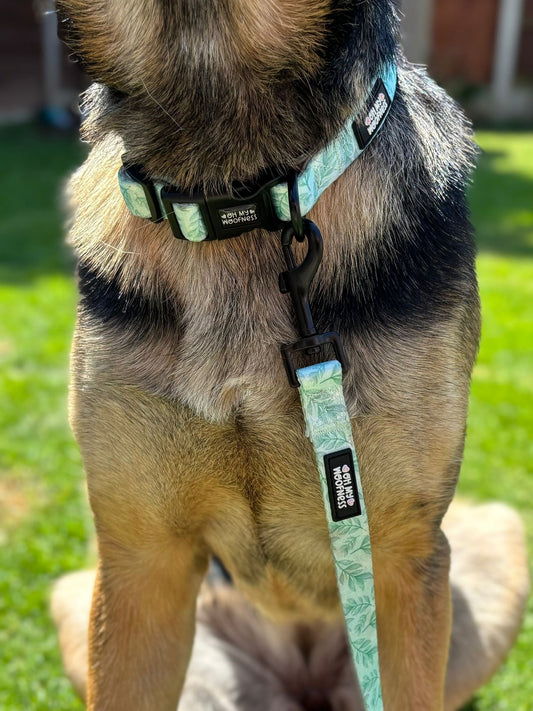 Willow Wanders Collar - Pet Supplier Store